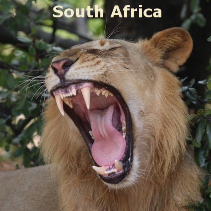 South Africa Safaris LB