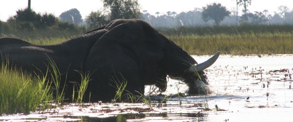 Lekkerbly Okavango 5